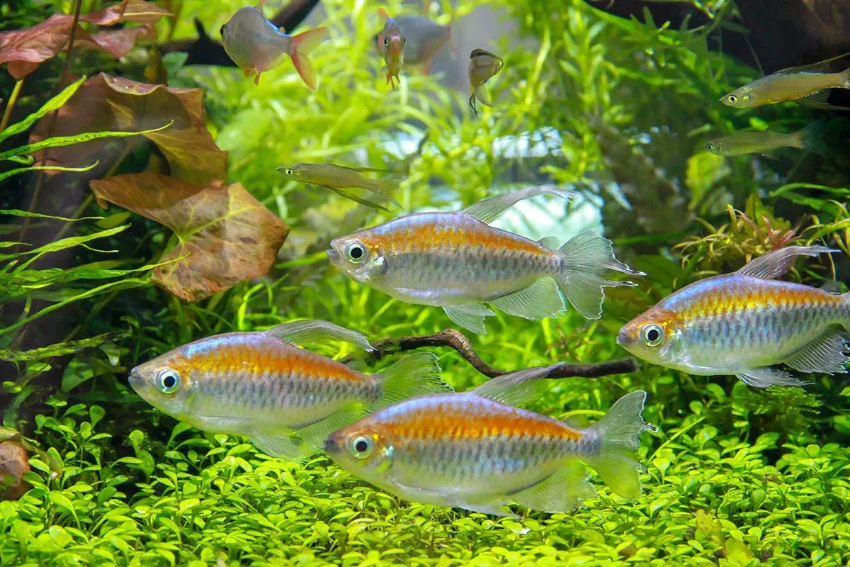 Imagem do Tetra do Congo